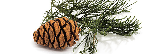 Le macérat de bourgeons de Séquoia géant